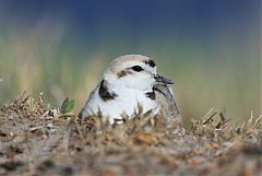 Snowy Plover